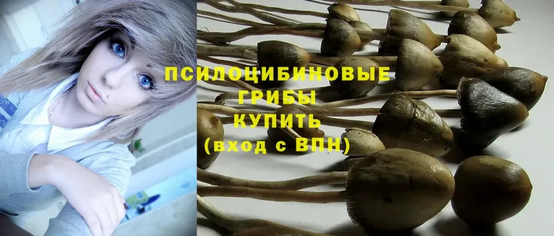 где найти наркотики  Унеча  Галлюциногенные грибы Psilocybe 